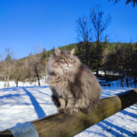 Boschi di predarezzo gatti Siberiani e Maine Coon