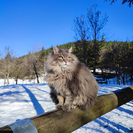 Boschi di predarezzo gatti Siberiani e Maine Coon