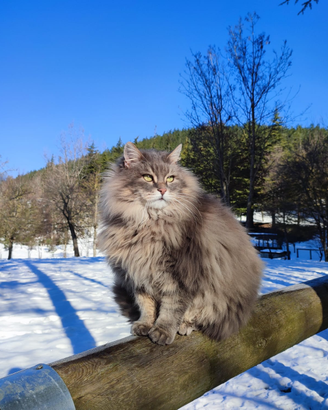 Boschi di predarezzo gatti Siberiani e Maine Coon