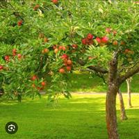 Offesi Aiuto azienda agricola, e bambini