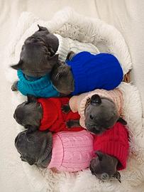 Cuccioli bulldog francese