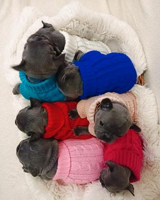 Cuccioli bulldog francese