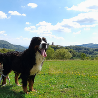 Bovaro del bernese