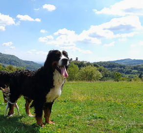 Bovaro del bernese