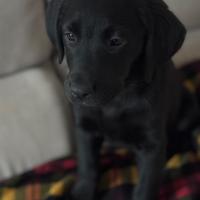 Splendori, Cuccioli Labrador