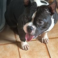 American bully