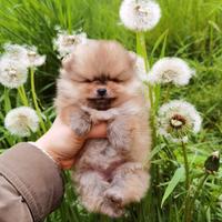 Spitz cucciolo 2 mesi pomerania Toy rosso