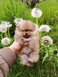 Spitz cucciolo 2 mesi pomerania Toy rosso