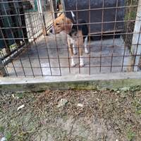 Beagle Harrier femmina