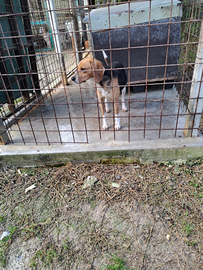 Beagle Harrier femmina