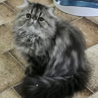 Cucciola persiana brown tabby con pedigree