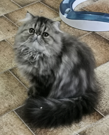 Cucciola persiana brown tabby con pedigree