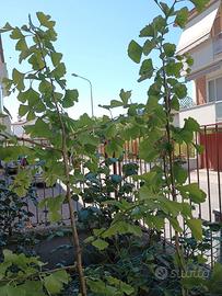 Ginkgo biloba
