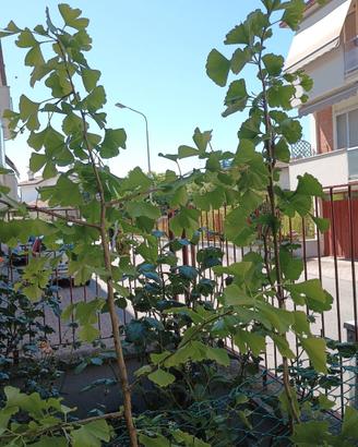 Ginkgo biloba