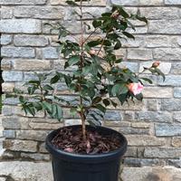 Camelia