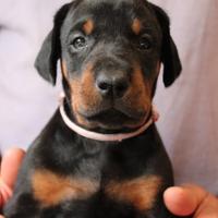 Cuccioli di Dobermann