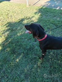 Bracco cani da tartufi