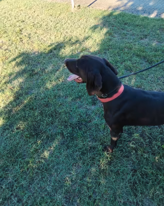 Bracco cani da tartufi