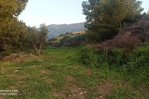 Terreno agricolo 400 metri dal mare