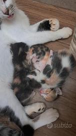 Gatti vari colori