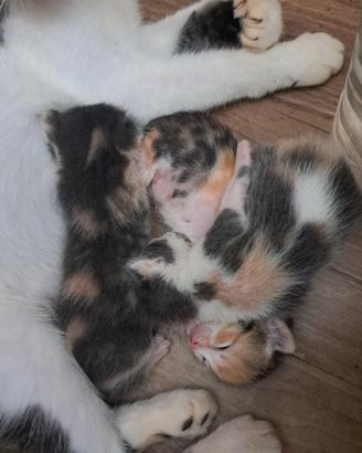 Gatti vari colori
