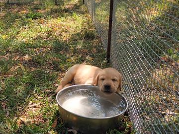 Cucciolata Labrador