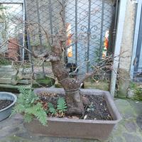 Prebonsai di Carpino Montano 