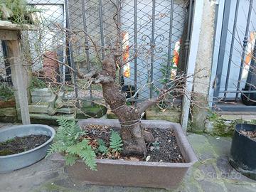 Prebonsai di Carpino Montano 