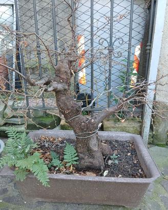 Prebonsai di Carpino Montano 