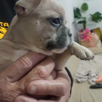 Cuccioli bulldog francese