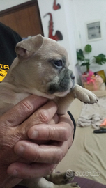 Cuccioli bulldog francese