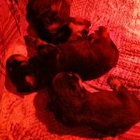 Rottwailer