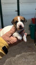 Cuccioli di jack russell terrier