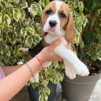 Cucciola di Beagle