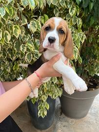 Cucciola di Beagle