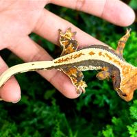 Baby geco Ciliatus femmina tricolor Fullpin, teca