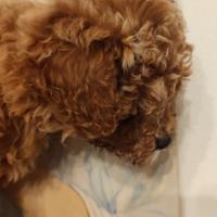 Cucciolo di barboncino Red Braun