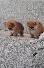 Spitz pomerania taglia toy