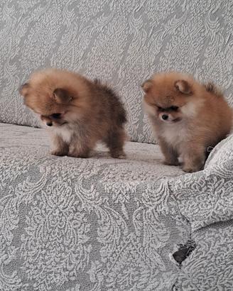 Spitz pomerania taglia toy