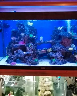 Acquario Marino Professionale