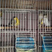 Canarino pronti x la cova anno 24/25