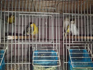 Canarino pronti x la cova anno 24/25