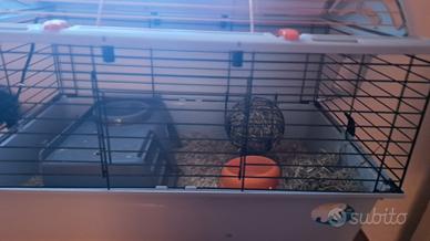 2 gabbie per cavie complete.