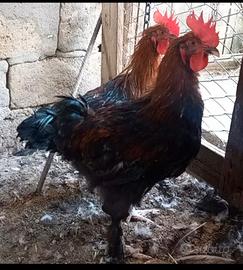 Galli Marans