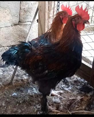 Galli Marans