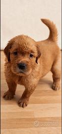 Cuccioli golden retriever americani 100%
