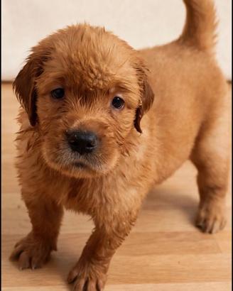 Cuccioli golden retriever americani 100%