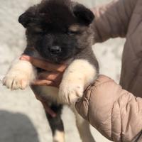 Akita Americano cuccioli