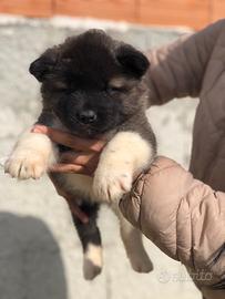 Akita Americano cuccioli