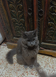 Maine Coon Blue con pedigree